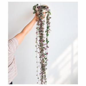 Könnte beinhalten: Eine Ceropegia woodii Pflanze, bekannt als String of Hearts, zeigt lange, herabhängende Ranken mit kleinen, herzförmigen Blättern in Grün- und Violetttönen, gepflanzt in einem schlichten weißen Topf vor einer schlichten Wand.