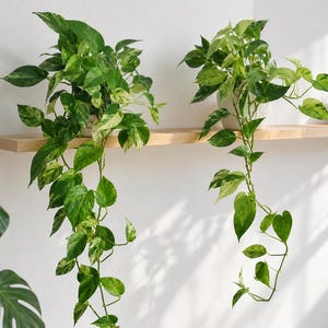 Könnte beinhalten: Zwei hängende Efeututen mit panaschierten, herzförmigen Blättern in Grün und Creme stehen in weißen Töpfen auf einem hellen Holzregal. Ein Teil eines großen Monstera-Blattes ist in der unteren linken Ecke des Bildes zu sehen.