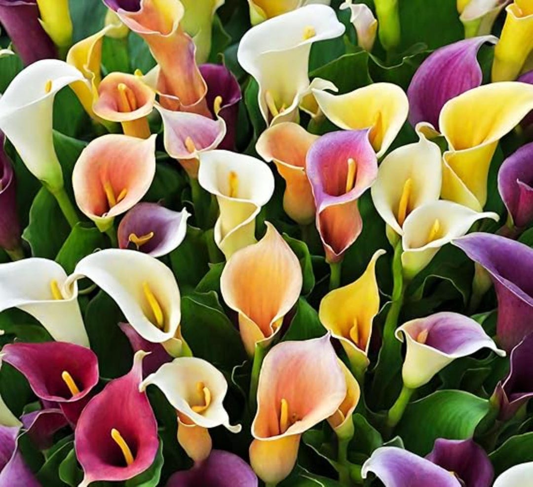 Calla Lily Seeds Mix Colors – Perennial Flowers - Etsy
