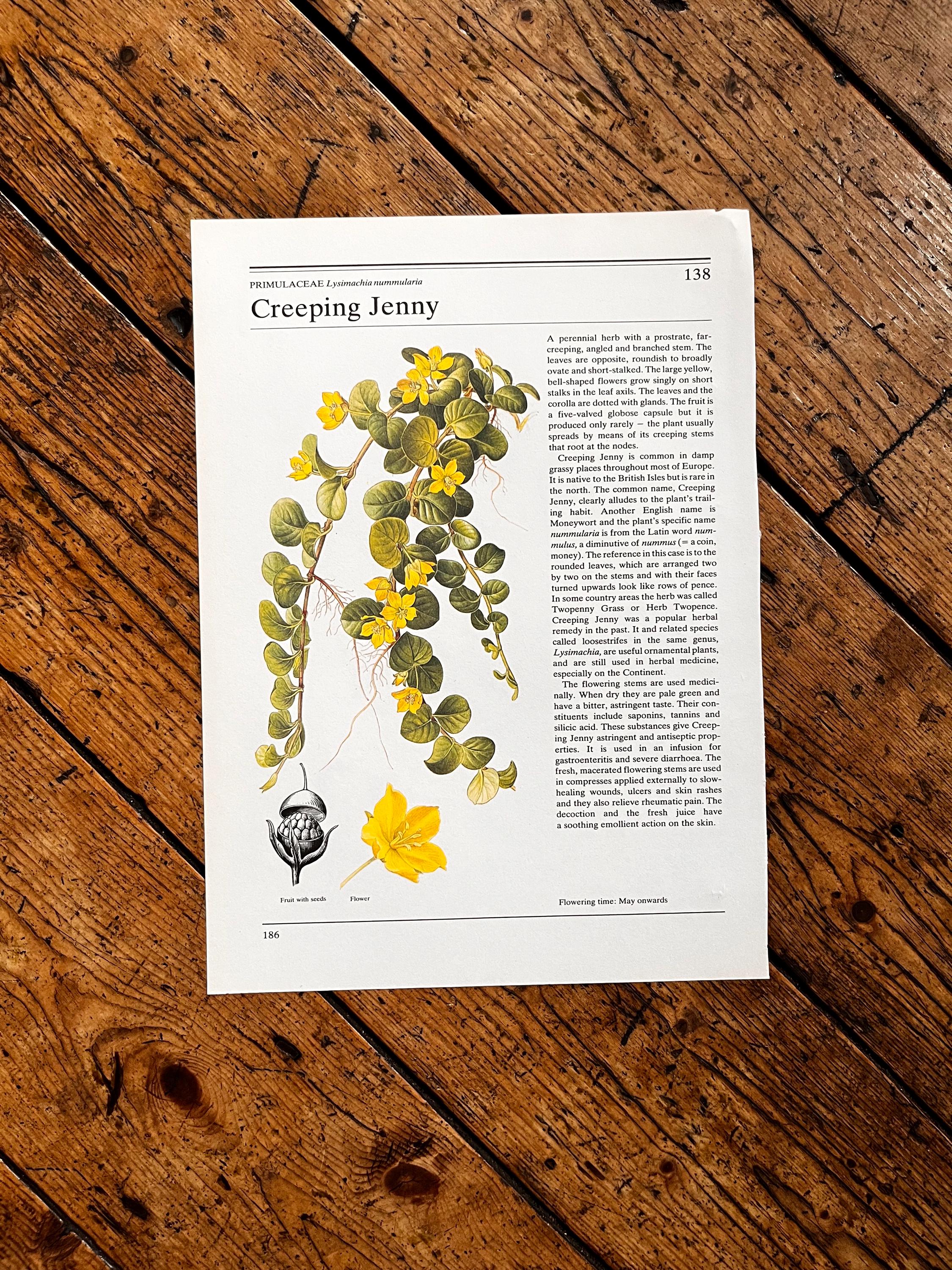 Creeping Jenny Seeds Creeping Jenny Starter Plants Seeds - 35+ Seeds Pack,  Ground Cover Plant Creeping Jenny Starter Plants 35+ Seeds Packs Seeds  Catalog