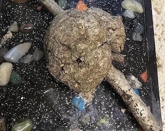 Wood Burl Nodules