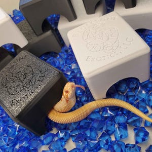 Puede incluir: Una serpiente de color claro con la lengua fuera, parcialmente dentro de un escondite para reptiles negro. El escondite está sobre un lecho de piedras decorativas azules. El escondite tiene el texto "BLUESTONE EXOTICS LLC" en la parte superior.