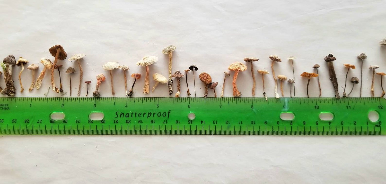 3 Real Dried Mushrooms for Craft Project and Jewelry Making Etsy