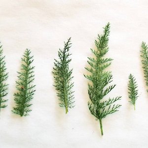 Pressed mini ferns lot