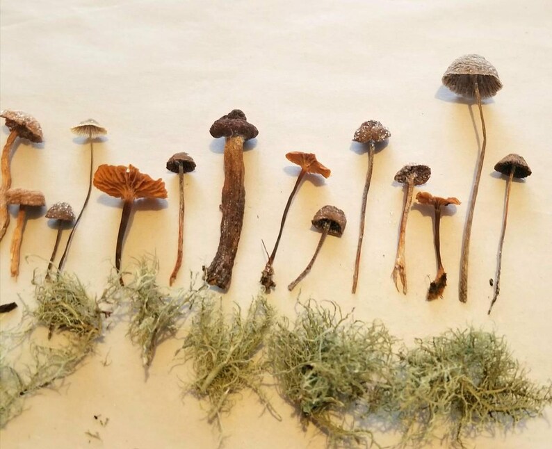 3 Real Dried Mushrooms for Craft Project and Jewelry Making Etsy