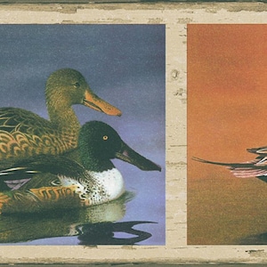 May include: A decorative border featuring two panels with duck illustrations. One panel shows two ducks in water, the other a single duck. The ducks have brown, green, and white feathers, set against a blue and orange background.