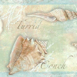 May include: A decorative border featuring various seashells, including a conch and a starfish, against a textured, light blue and green background. The word "Turrid" and "Conch" are written in a script font.
