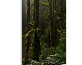 Fotografía de árboles cubiertos de musgo, arte mural del bosque de las montañas Cascade, impresión de naturaleza de la selva tropical de Washington, paisaje iluminado de helechos y bosque