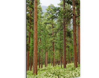 Ponderosa Pine Forest Photography With Blooming Manzanita Flowers Wall Art Nature Landscape Print Oregon Woodland Tree Photo Decor