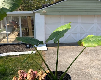 Colocasia (orejas de elefante)