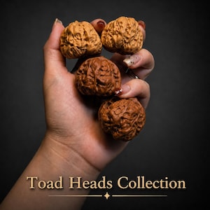 May include: Four brown, textured walnuts with deep, irregular ridges and grooves, arranged in a cluster. The text Toad Heads Collection is printed in a light tan font at the bottom of the image against a dark, neutral background.