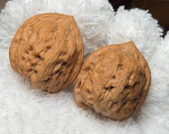 Wild Nut Wenwan Walnut Pair | Chinese Hand Exercise Balls Pair#106