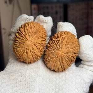 Puede incluir: Dos nueces de forma ovalada y color marrón claro con cáscaras profundamente texturizadas y estriadas. Las cáscaras presentan un patrón radial distintivo de líneas finas que se extienden desde un punto central, mostrando una textura natural.
