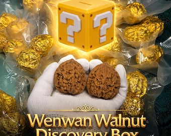 Wenwan Walnut Discovery Box | Random Natural Walnut Pair | Beginner-Friendly Selection