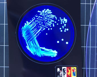 Sticker petrischaal legionellabacteriën – Microbiologie, wetenschapskunst