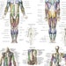 Catherine Hampton reviewed Human Muscle Anatomy Poster Anterior, Posterior and Deep Layers - 24" X 36" in English or Spanish