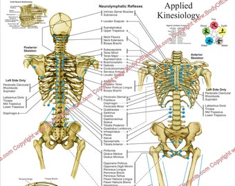Applied Kinesiology Poster Chiropractic 20" X 30" & 24" X 36" Neurolymphatic Reflexes Chart Laminated or Paper