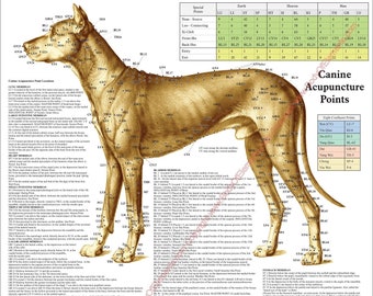 Dog Canine Acupuncture Points Location Poster 18" X 24" Veterinary Chart Laminated or Paper