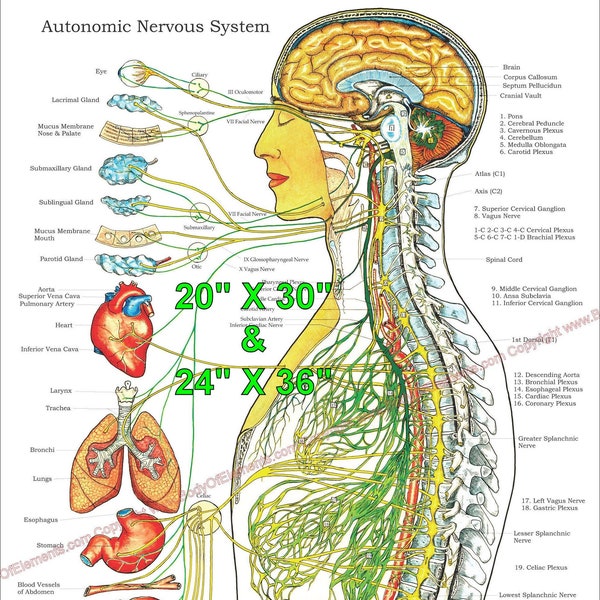 Poster Autonomes Nervensystem Chiropractic Nerve Innervation Chart in Englisch, Französisch, Spanisch Laminiert oder Papier 50cm X 30cm & 66cm X 96cm