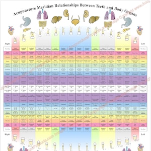 Acupuncture Meridian Relationships Between Teeth and Body Organs Dental Poster 18" X 24", 20" X 30" & 24" X 36" Chart. Paper, Laminated.