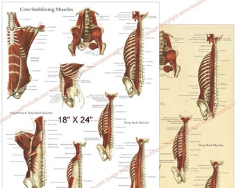 Affiche d'anatomie musculaire stabilisatrice profonde et centrale, papier mural anatomique ou laminé 18 "X 24", 24 "X 36"