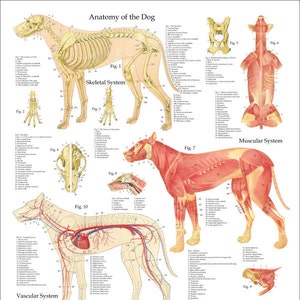 Dog Muscle Skeletal Anatomy Poster 24 X 36 Canine | Etsy New ...