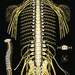 Albert reviewed The Spine and Spinal Nerves Poster 24" X 36" Chiropractic Medical Chart
