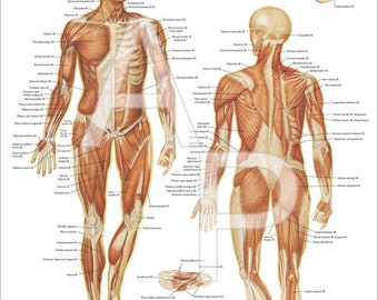 Human Anatomy Chart Etsy