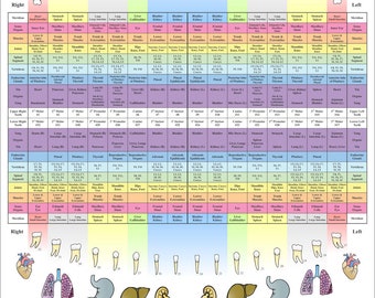 Acupuncture Tooth Chart