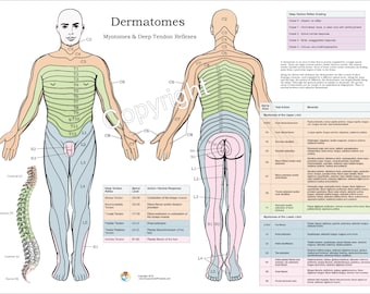 Dermatomes And Myotomes Chart Pdf