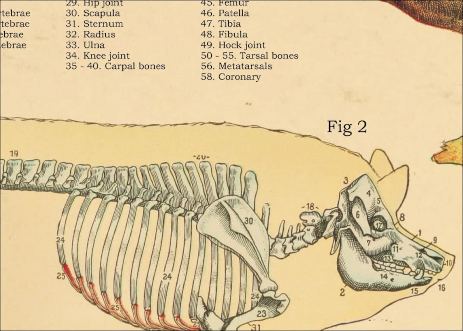 Pig Skeletal Internal Anatomy Poster 18 X 24 Etsy
