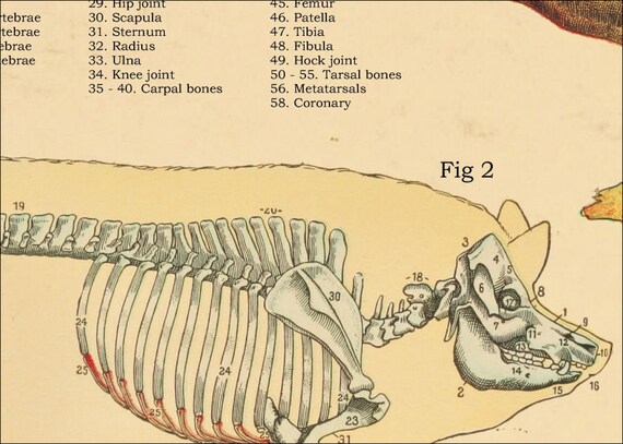 Internal Anatomy Of A Pig - Anatomy Diagram Book