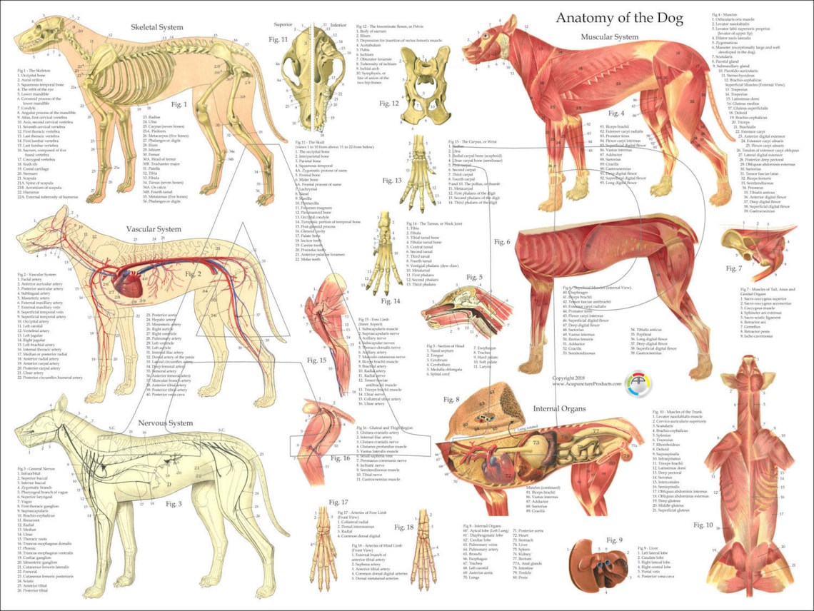 Dog Muscular Skeletal Nerves Canine Anatomy Poster 18 X Etsy UK
