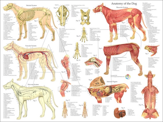 Canine Muscle Chart