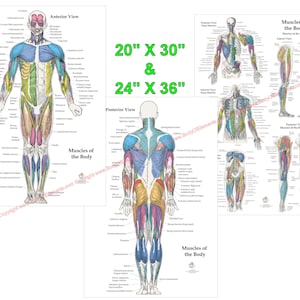 3 poster anatomie menselijke spier anterior, posterior en diepe lagen medische kaart set gelamineerd of papier. 20" x 30" en 24" x 36"