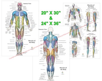 3 Human Muscle Anatomy Poster Anterior, Posterior and Deep Layers Medical Chart Set Laminated or Paper. 20" X 30" & 24" X 36"