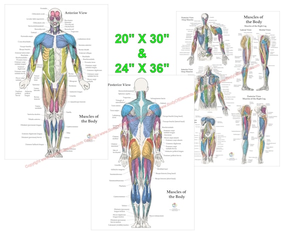 The Female Breast Chart (Laminated)