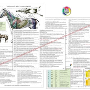 Op de afbeelding: Een gedetailleerde kaart met illustraties van acupunctuurpunten voor paarden, met gelabelde diagrammen van een paard vanuit meerdere hoeken. De kaart bevat tekst en een kleurensysteem om specifieke punten te identificeren. Het Body of Elements-logo is zichtbaar.