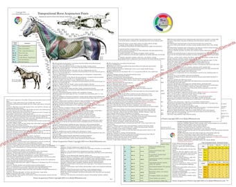 Horse Acupuncture 8.5" X 11" Equine Acupressure Points Reference Student Study Chart Set Veterinary