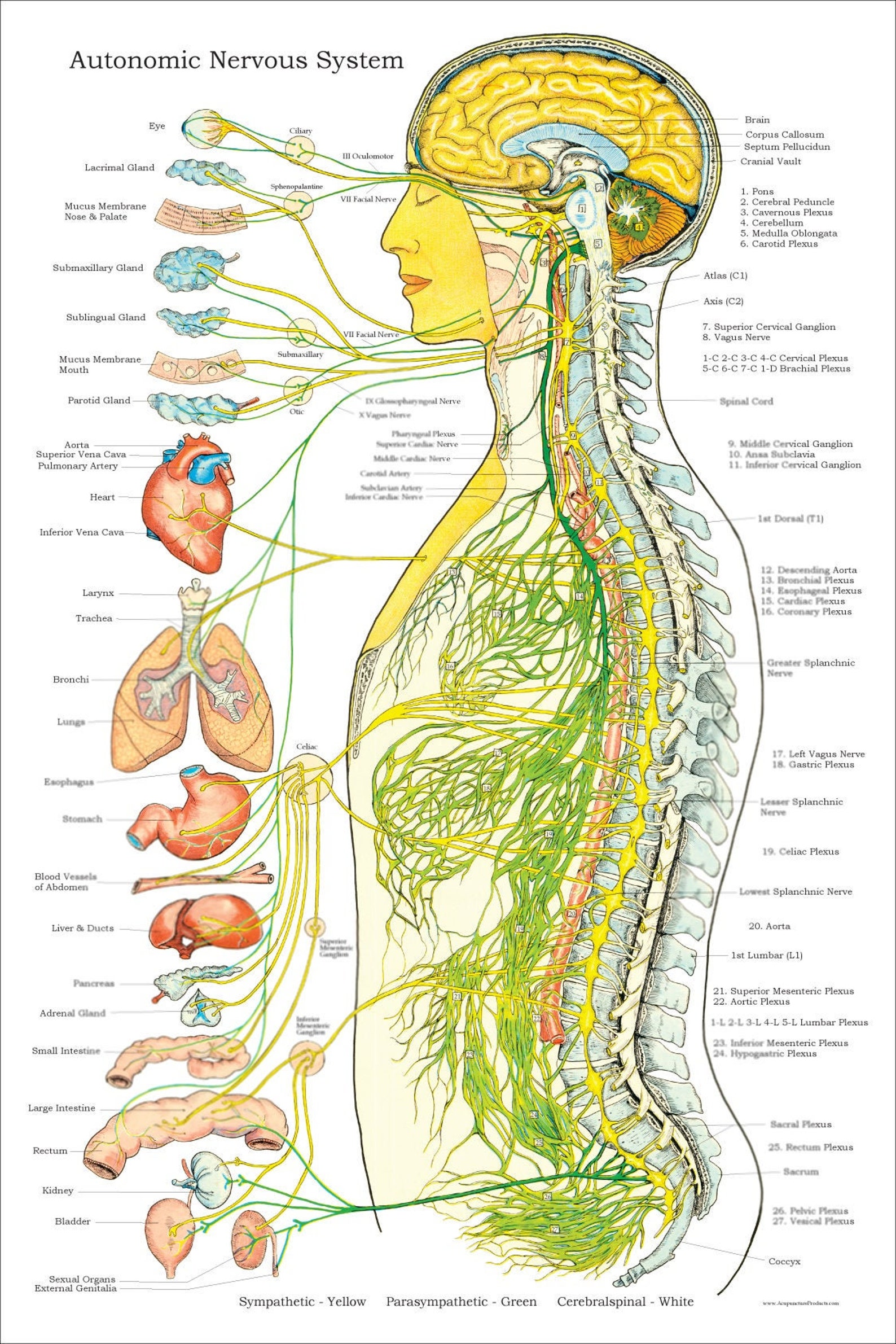Нервная система латынь. Вегетативная нервная система плакат. Вегетативная нервная система плакат анатомия. Нервная система человека анатомический атлас. Нервная система человека плакат анатомия.