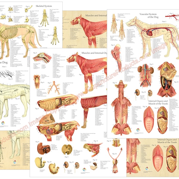 3 Dog Muscular Skeletal Nerves Canine Anatomy Posters 18" X 24" Veterinary Chart Set Laminated or Paper