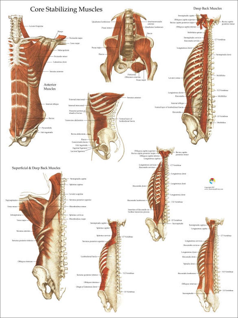 Deep and Core Stabilizing Muscle Anatomy Poster 18 X Etsy