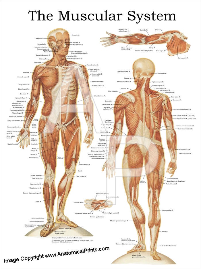 The Human Muscular System Anatomy Poster 18 X 24 Etsy Singapore