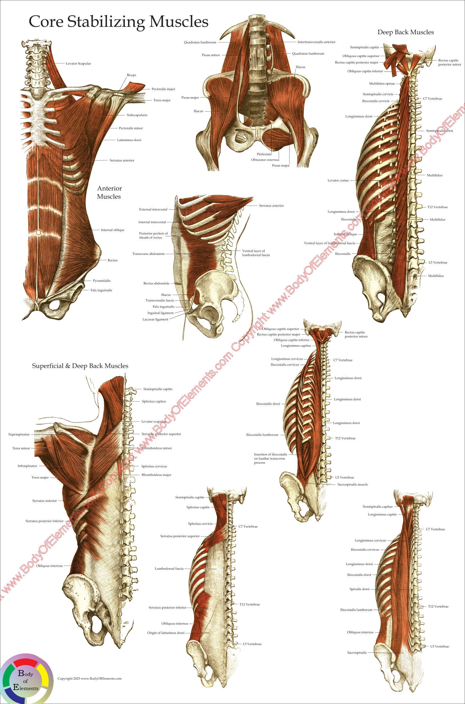Deep and Core Stabilizing Muscle Anatomy Poster Anatomical Wall Chart Paper or Laminated 18 X 24 24 X 36 Etsy