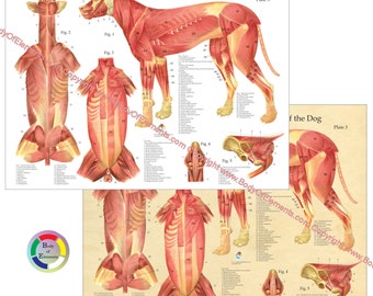 Affiche d'anatomie musculaire musculaire canine pour chien 18 x 24 po. Papier peint anatomique vétérinaire ou arrière-plan vintage plastifié