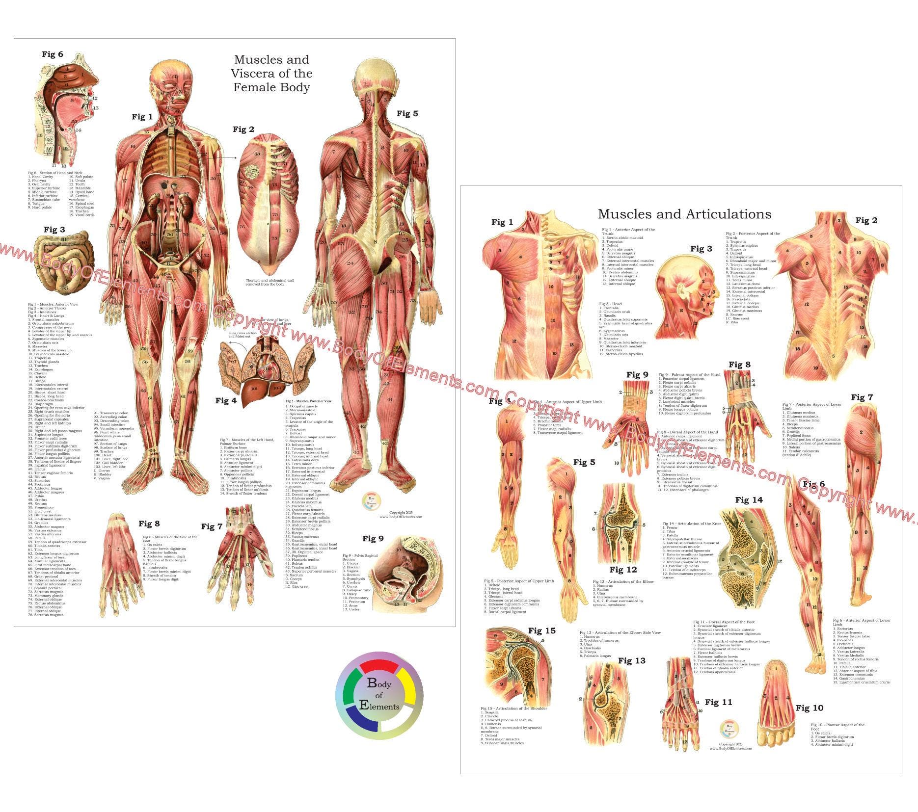 Male Female Human Muscle Anatomy Posters Anterior and Posterior Views Vintage Illustrations Chart Laminated or Paper Internal 18" X 24"