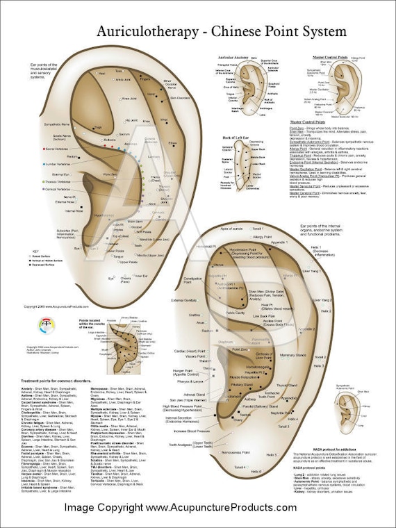 Acupuncture Auricular Points Chart