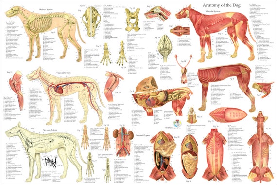 Canine Muscle Chart