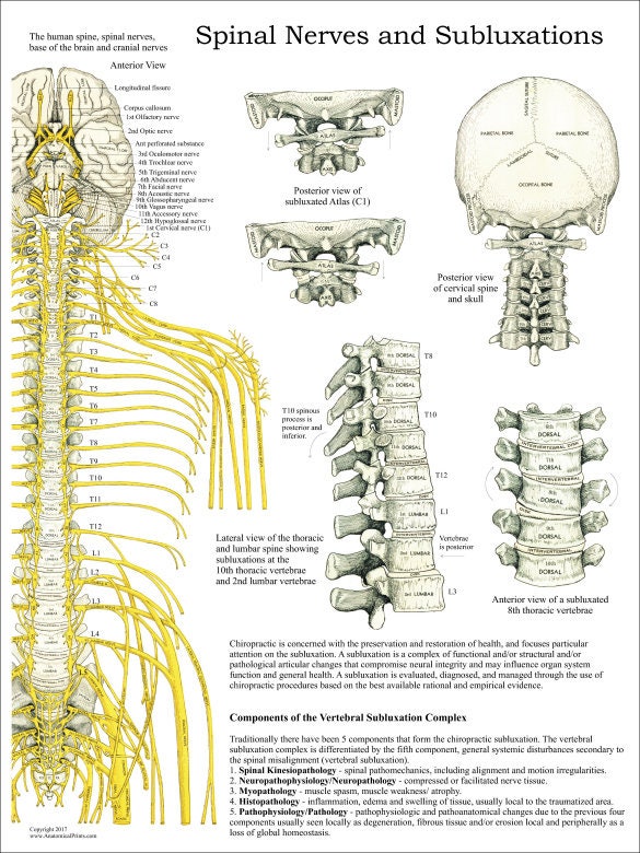 Chiropractic Spinal Nerves Subluxation Complex Poster Wall Chart