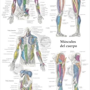 Spanish 3 Human Muscle Anatomy Poster Anterior, Posterior and Deep ...